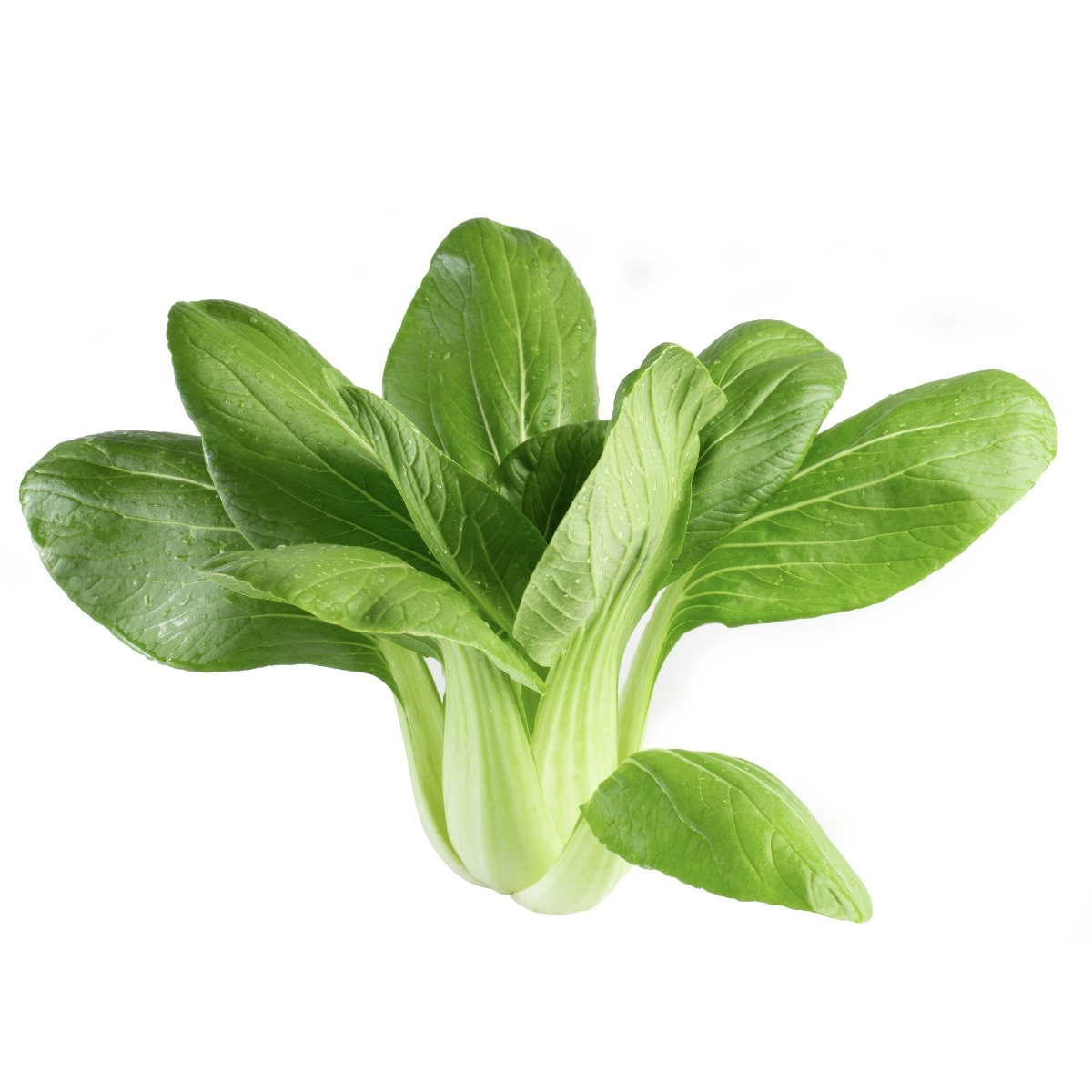 ZIELENIAK Kapusta Pak Choi 2-3 szt. 500 g